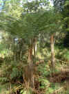 tree-fern.jpg (85562 Byte)
