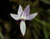 wax-lip_orchid.jpg (41219 Byte)